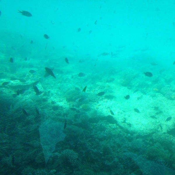 Екатерина Сидорова