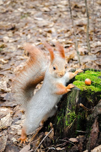 Инна Кузина