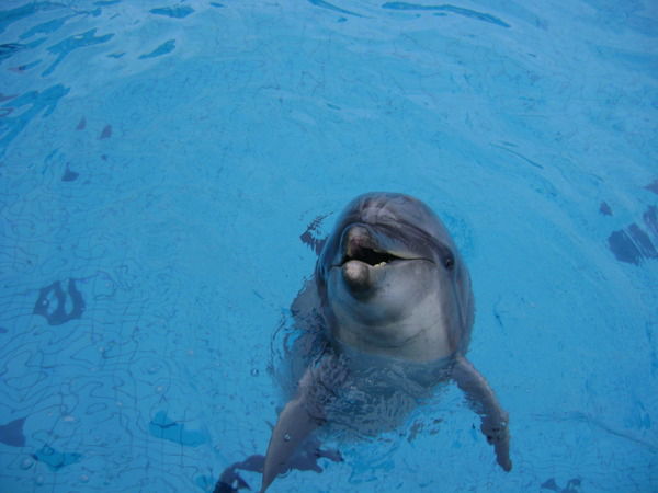 Светлана Белик