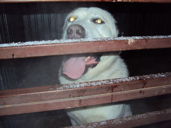 Влад Прокопов