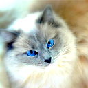 Кошечка ***
