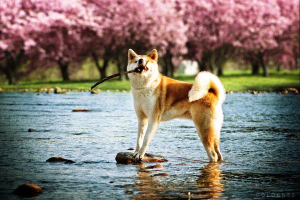 Хати Хатико