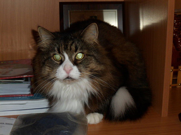 Дмитрий Соловьев