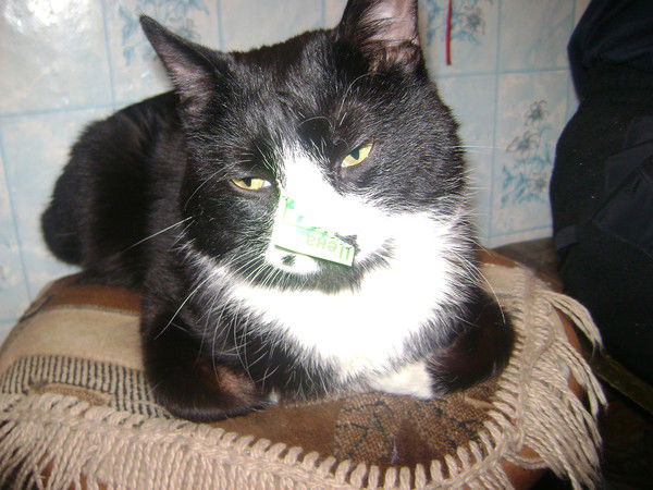 Александр Дьяченко