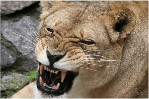 Жасулан Танат