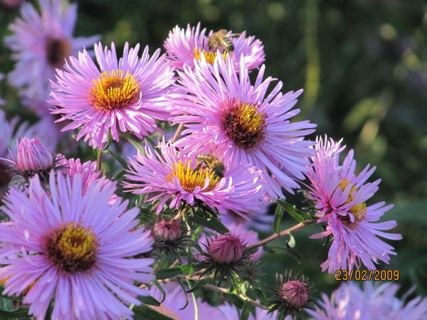 Валентина Давыдова