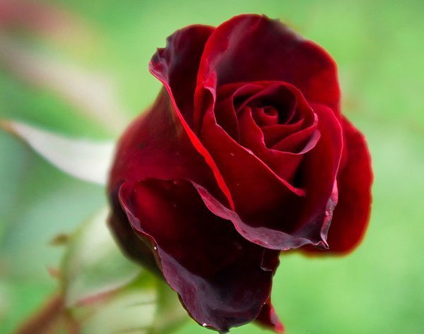 Светлана Попова