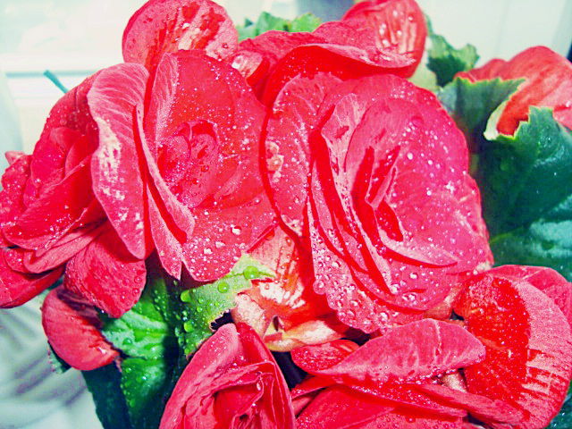 Алина Шемшур