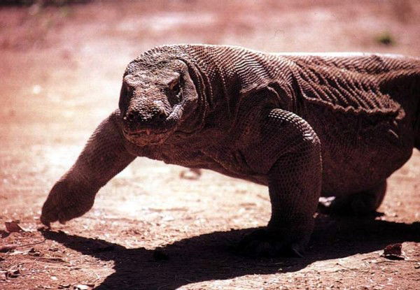 Михаил Варанкин