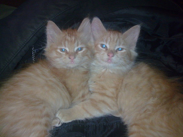 Юрий Котенко