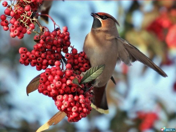 Валентина Коротовская