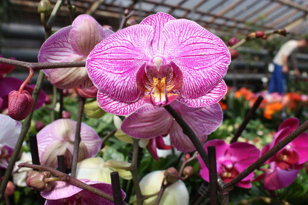 Гульшат Джанкутова