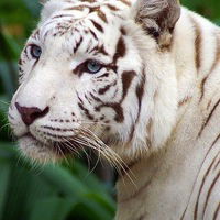 Саша Барский