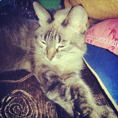 Анастасия Шалыгина