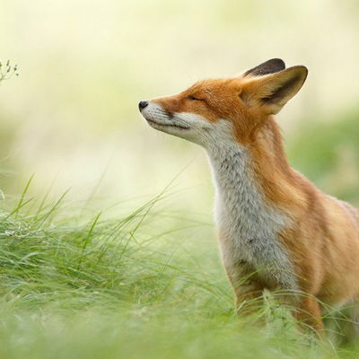 Рената Кристалевич