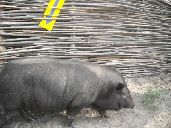 Александр Шекера