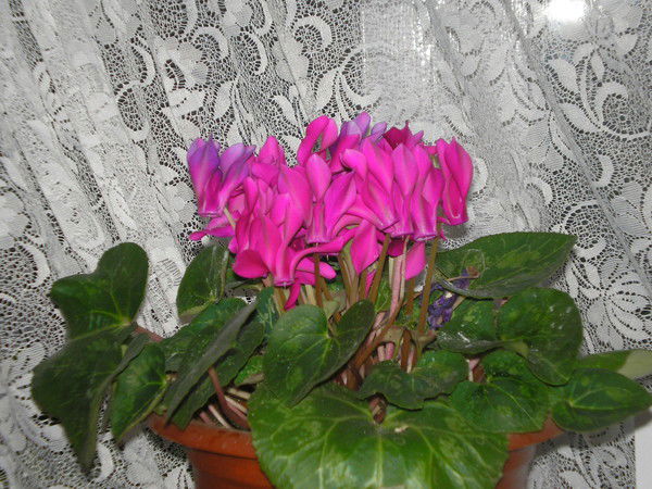 Оранта Оранта