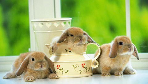 Мария Ропотина