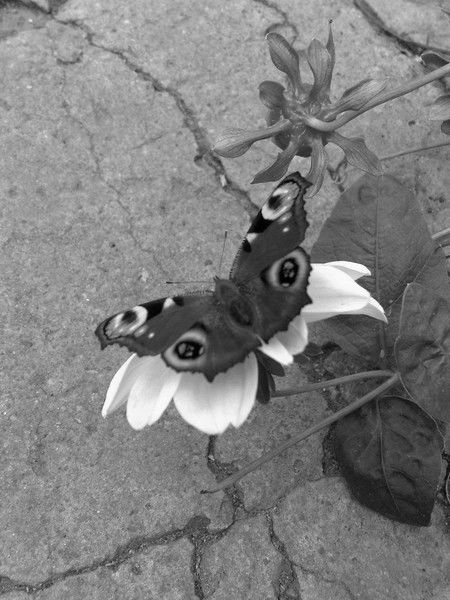 Галинка Голубцова