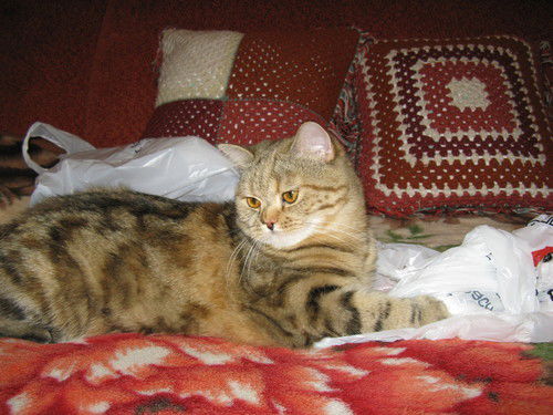 Анна Афонина