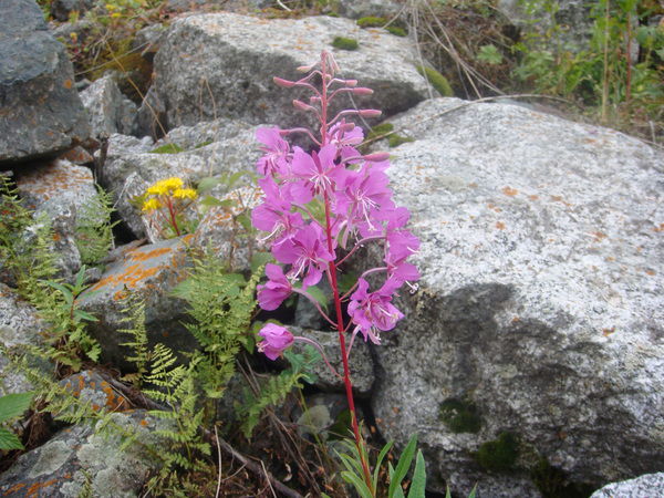 София Гилёва