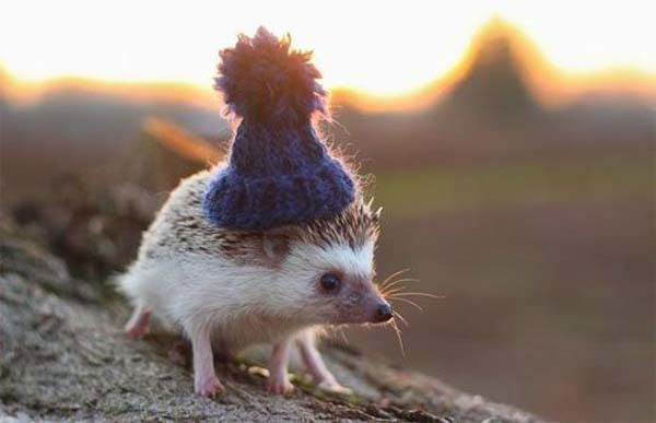 Василиса Руденко