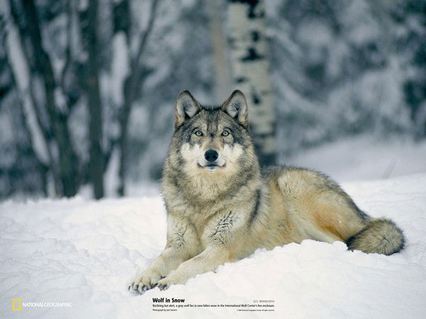 Андрей Кобцев