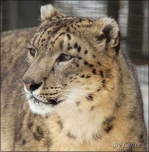 Рустам Галаев