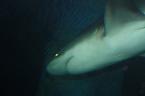 Антонов Сергей