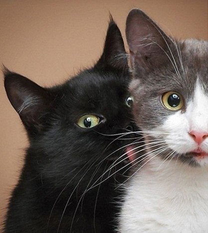 Дмитрий Сергеевич Каминский