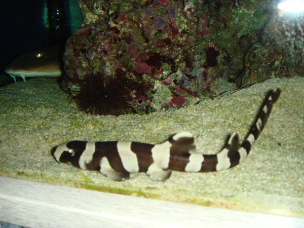 Крисьтя Степанова