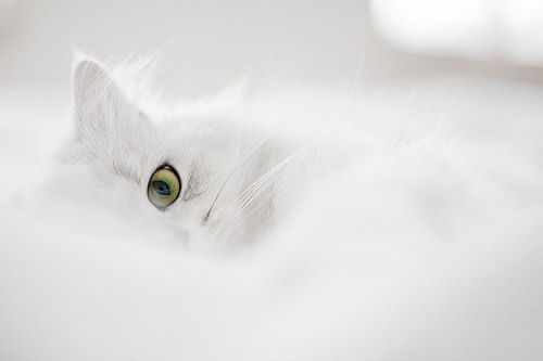 Анастасия Черноусова