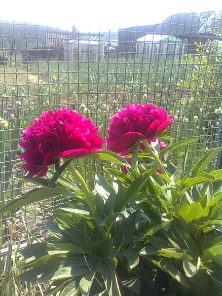 Татьяна Сейльбах