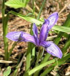 Вера Михеева