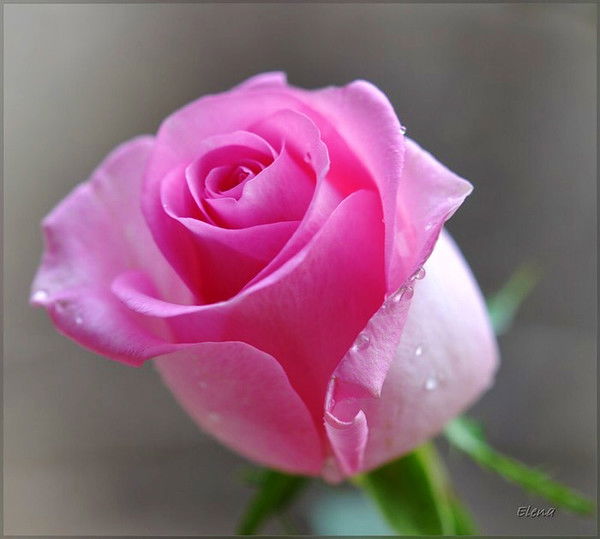 Фарида Абилова