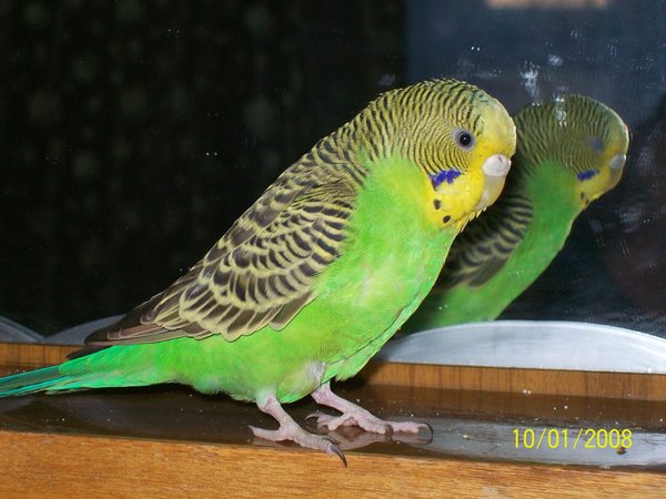 Ирина Берковская