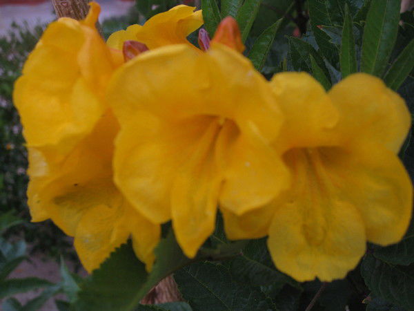 Галина Чикина