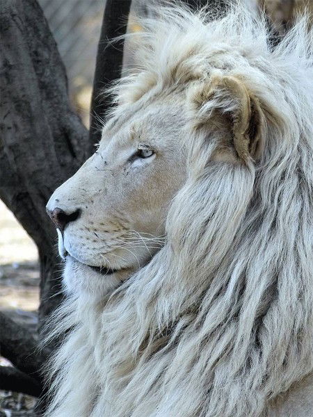 Марина Матвеева