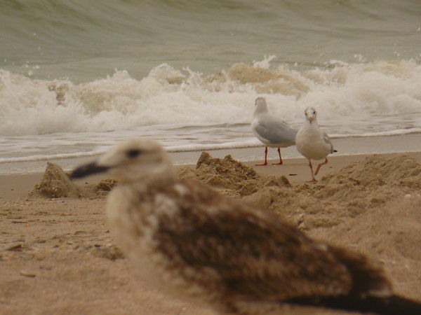 Ирина Ирина