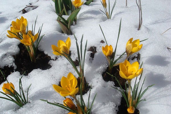 Елена Лукуша