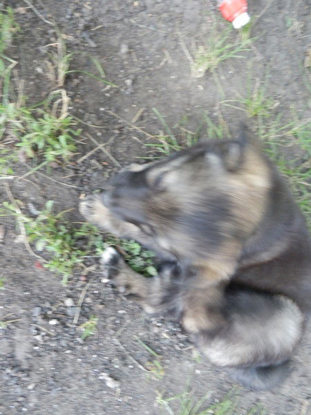 Иван Кутепов