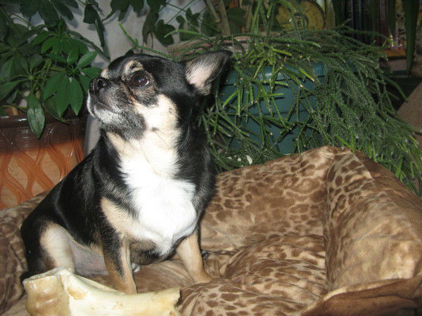 Светлана Дюкина