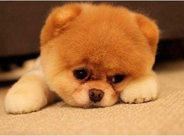 Светлана Грижес