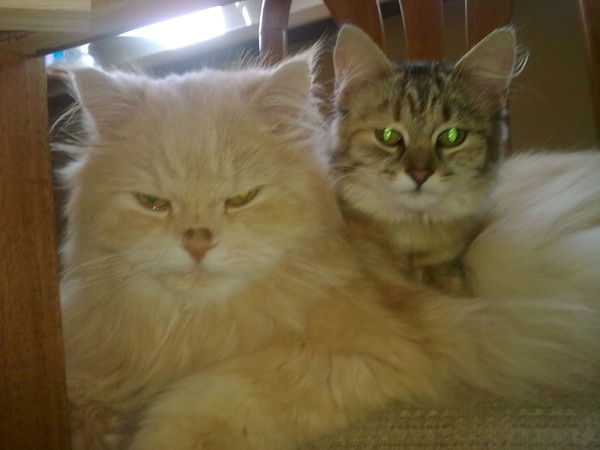 Ольга Гришина