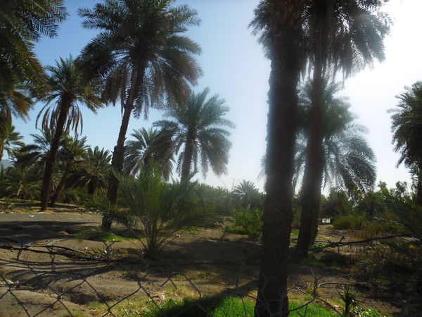 Мунивар Шарипова