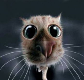 Влад Останков