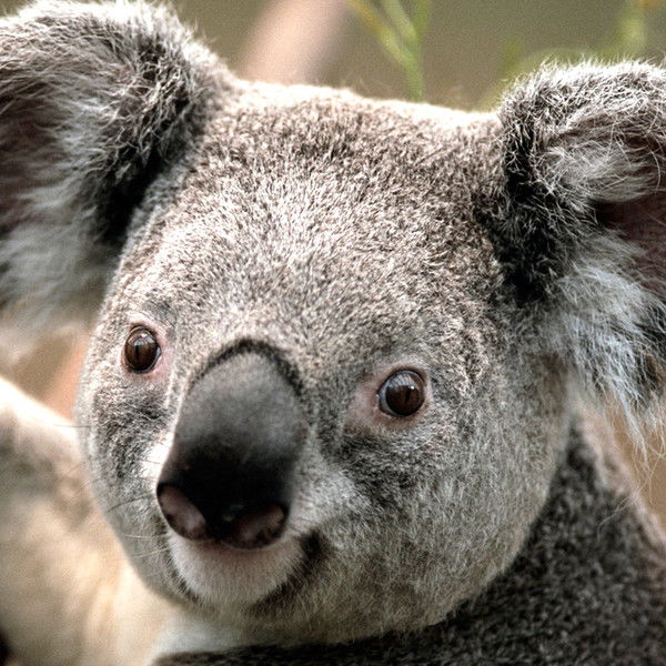 Александр Сильванович