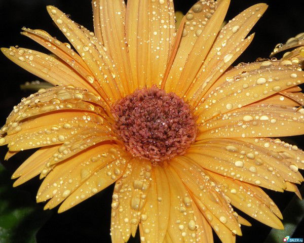 Татьяна Калабина