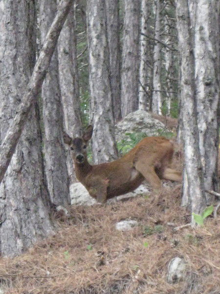 Андрей Баталов
