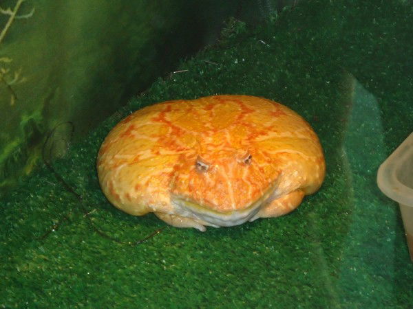 Кирилл Прищепа